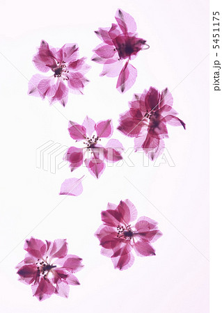 小花の押し花 5451175