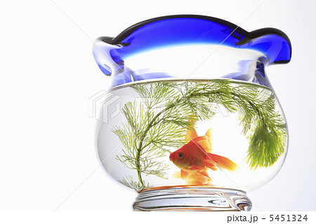 金魚鉢 5451324