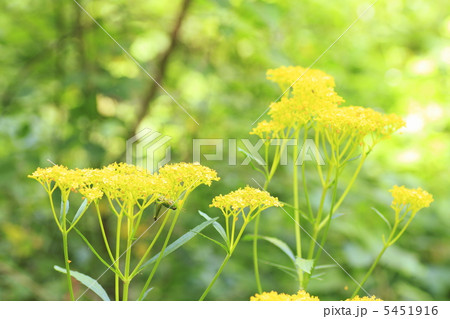 オミナエシ オミナエシ 5451916