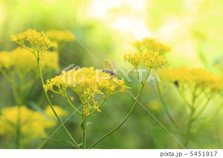 オミナエシ オミナエシ 5451917