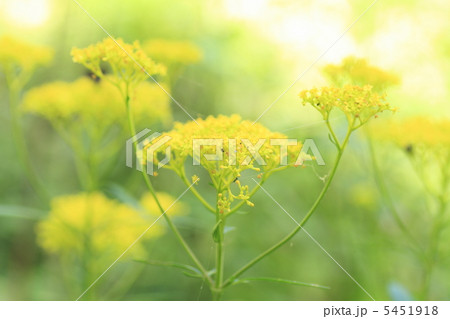 オミナエシ オミナエシ 5451918