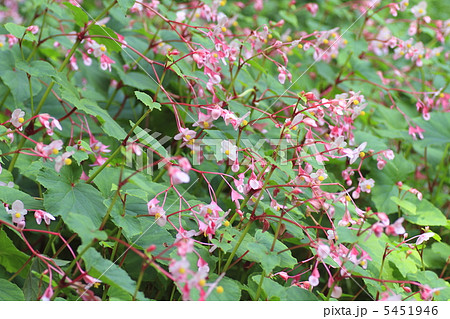 シュウカイドウ 5451946