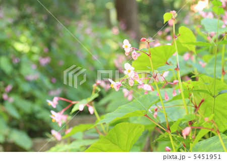 シュウカイドウ シュウカイドウ 5451951