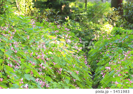 シュウカイドウ 5451983