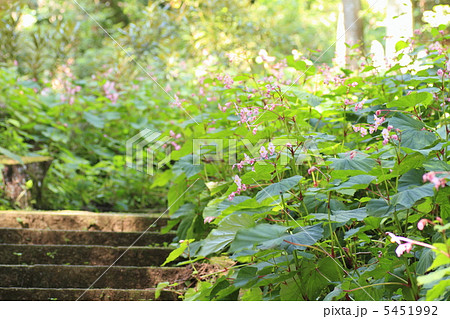 シュウカイドウ シュウカイドウ 5451992