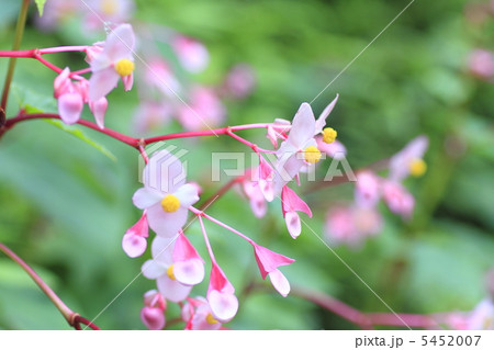 シュウカイドウ 5452007