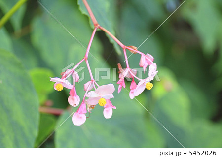 シュウカイドウ シュウカイドウ 5452026