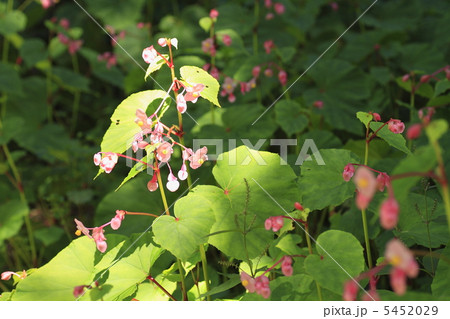シュウカイドウ シュウカイドウ 5452029