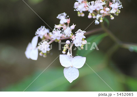 草紫陽花 5452065