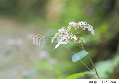 草紫陽花 草紫陽花 5452068