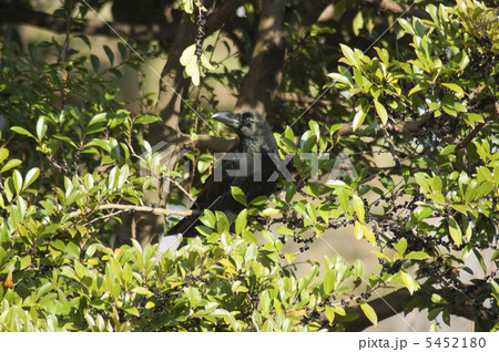 カラスとヒサカキ 5452180