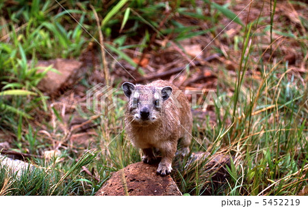 ロックハイラックス ロックハイラックス 5452219