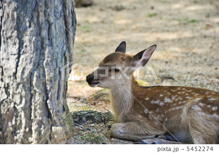 奈良公園の子鹿 5452274