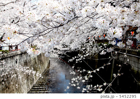 目黒川　桜　 5452295