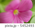 ムラサキカタバミ 5452493