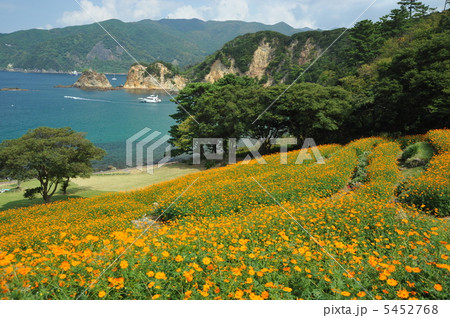 コスモス海岸 5452768