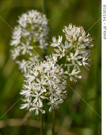 イワショウブ イワショウブ 5453016