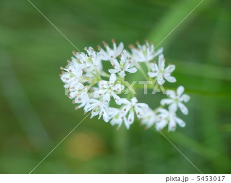 イワショウブ イワショウブ 5453017