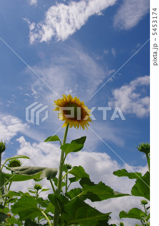 空にむかって 5453174