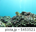 メガネゴンベ 5453521