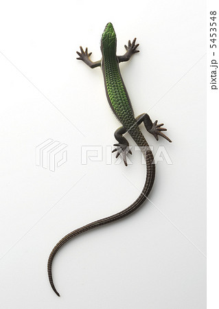 トカゲ２ 5453548
