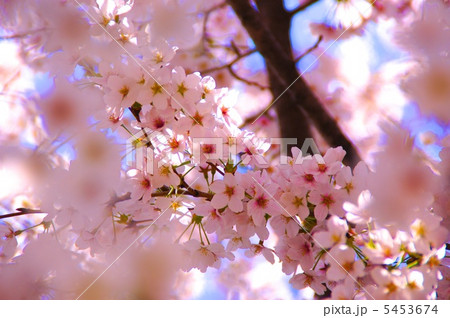 桜につつまれて 桜につつまれて 5453674