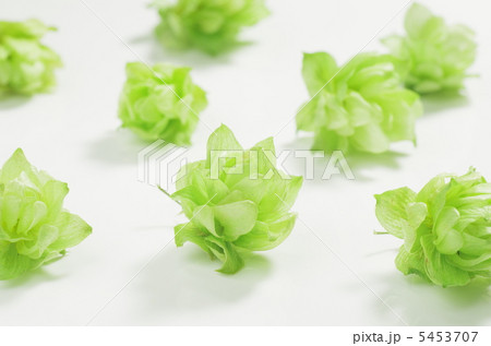 ホップ ホップ 5453707