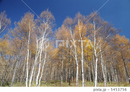 高峰高原 5453756