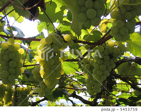 白ワイン用ブドウ「ナイヤガラ」 5453759