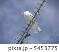 海鳥の休憩 5453775