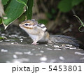 摩周湖のリス 5453801