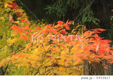 紅葉 5453917