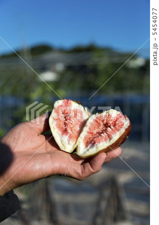 二つに割ったイチジク 5454077