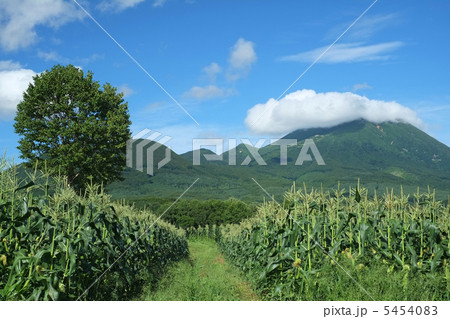 高原のとうもろこし畑（岩木高原） 5454083