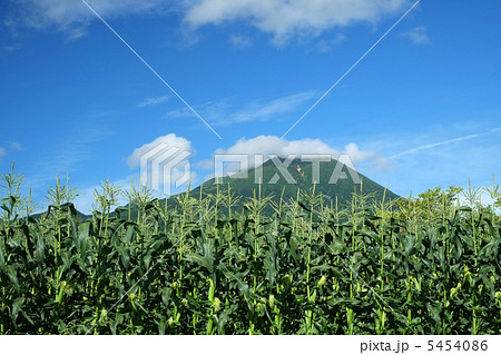 岩木山麓とうもろこし畑 岩木山麓とうもろこし畑 5454086