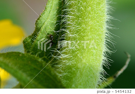 ひまわりの茎と蟻の写真素材