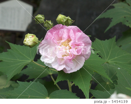 酔芙蓉　花一輪 5454139