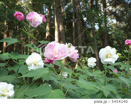 酔芙蓉 酔芙蓉 5454140