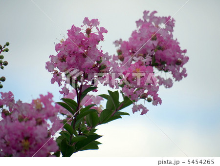 サルスベリの花 サルスベリの花 5454265