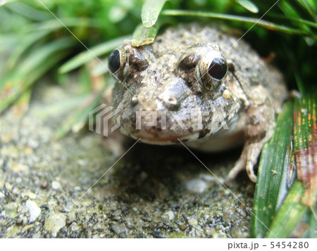 ヌマガエル ヌマガエル 5454280