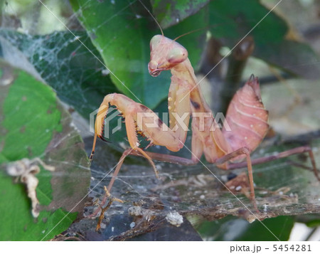 茶色のカマキリ 茶色のカマキリ 5454281