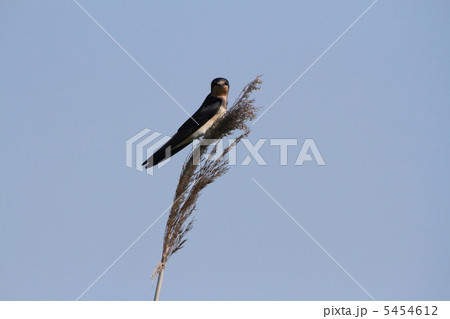 葦に止まるツバメの幼鳥2 葦に止まるツバメの幼鳥2 5454612