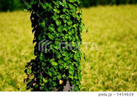ツタと稲穂 5454639