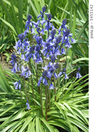 ツリガネスイセン 5455142