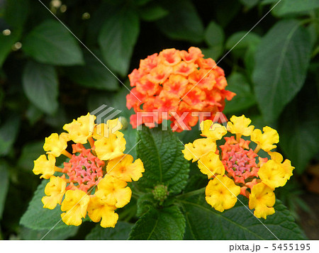 ランタナ 5455195