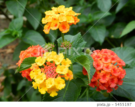 ランタナ 5455197