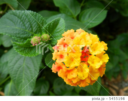 ランタナ 5455198