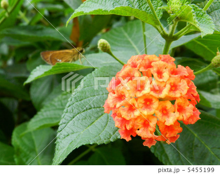 ランタナ ランタナ 5455199