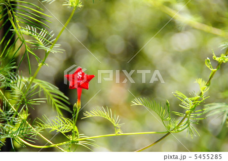 8月　ルコウソウ・ヒルガオ科14 5455285