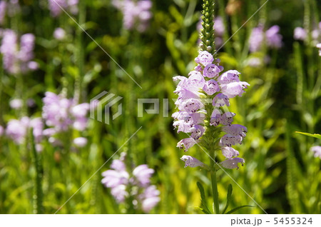 8月　ハナトラノオ・シソ科37 5455324